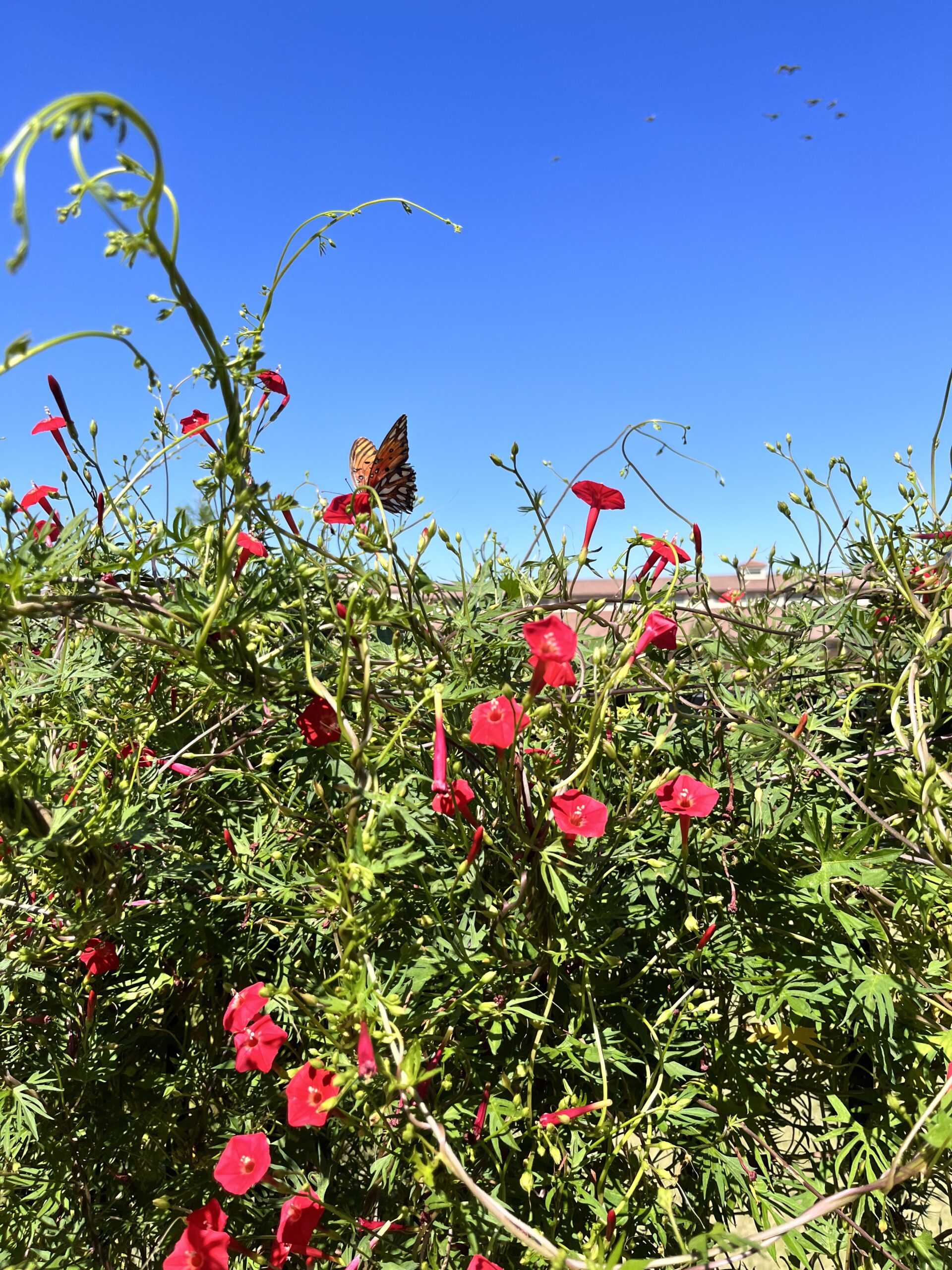 Butterfly among red flowers in Shyam Uthaman's garden