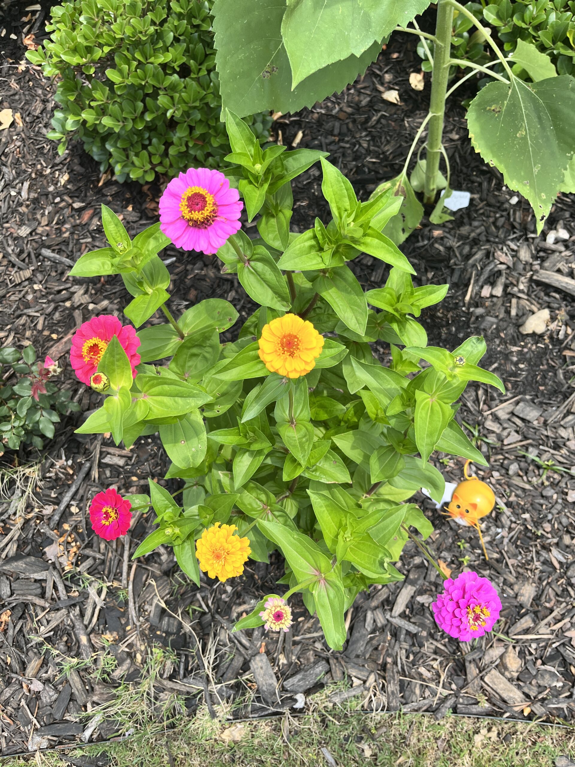 Colorful zinnias growing in Shyam Uthaman's home garden