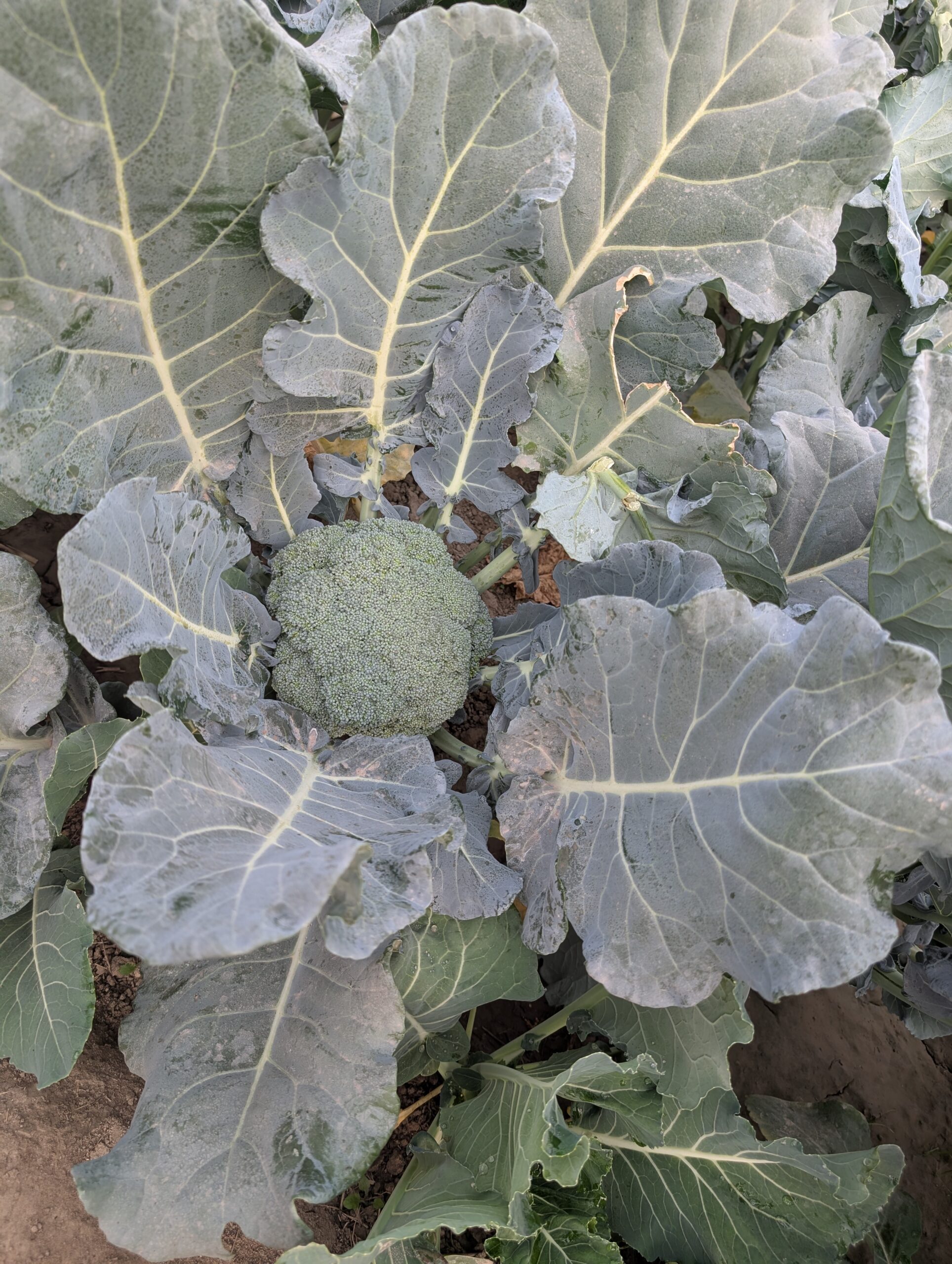 Broccoli growing in Shyam Uthaman's garden