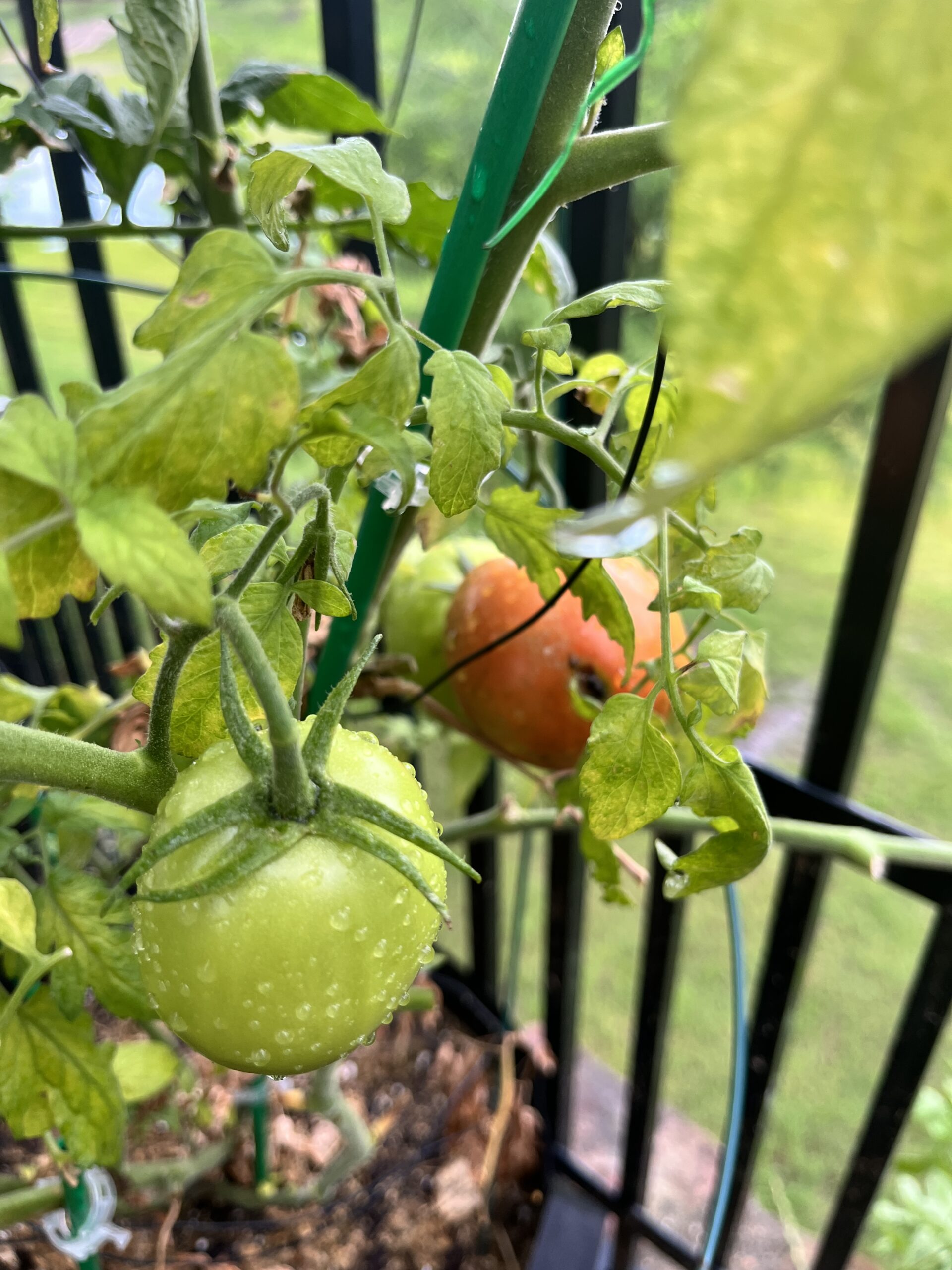 Green and ripening tomatoes grown in Shyam Uthaman's garden